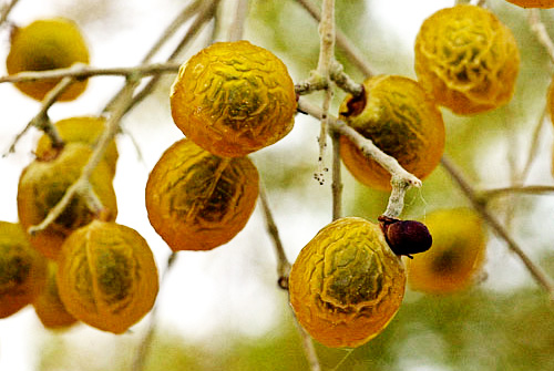 Soapberry плоды Мукоросси Soapberry плоды Мукоросси