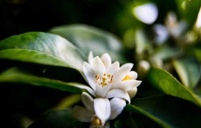 Тоник для чувствительной кожи Арома Лаб тоник