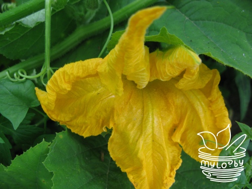 Цветы тыквы для фаршировки Цветы тыквы для фаршировки