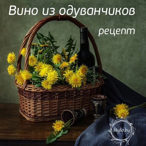 Вино из одуванчиков своими руками Вино из одуванчиков своими руками