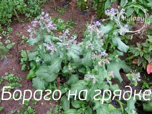 Выращиваем бораго сами Выращиваем бораго сами