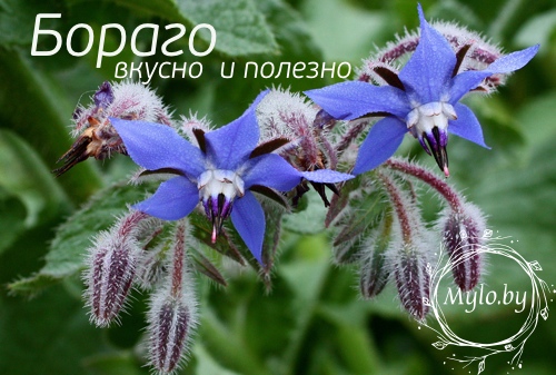 Бораго для красоты кожи Бораго для красоты кожи