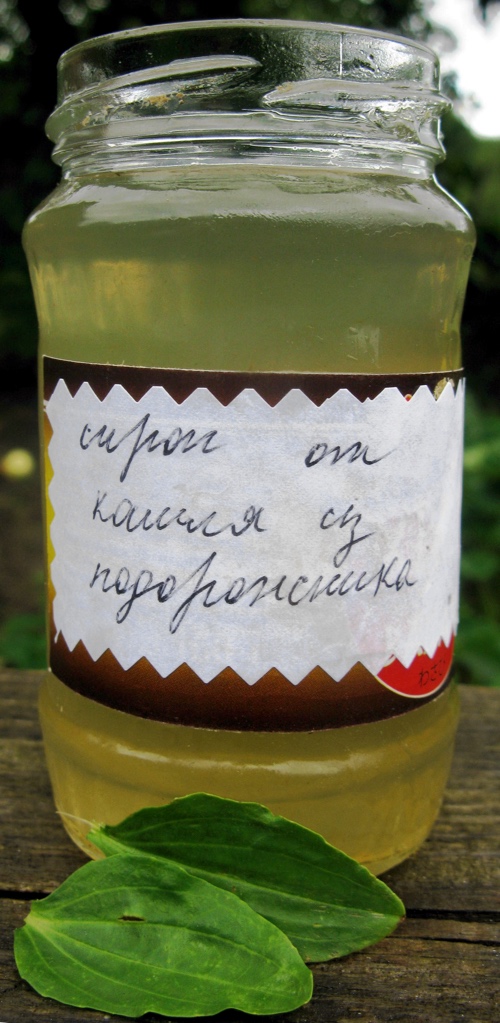 Лекарство из подорожника Сироп из подорожника своими руками