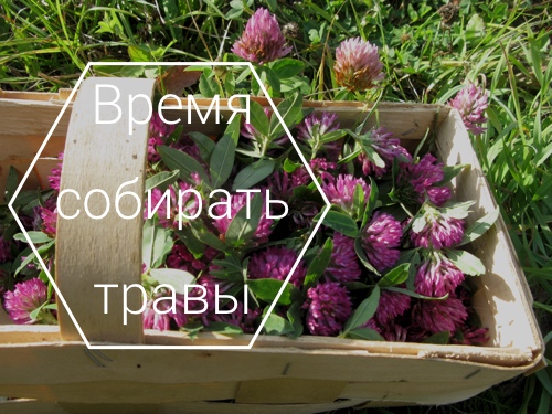 Свойства клевера лугового Многолетние травы фото